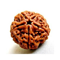 Graînes de Rudraksha