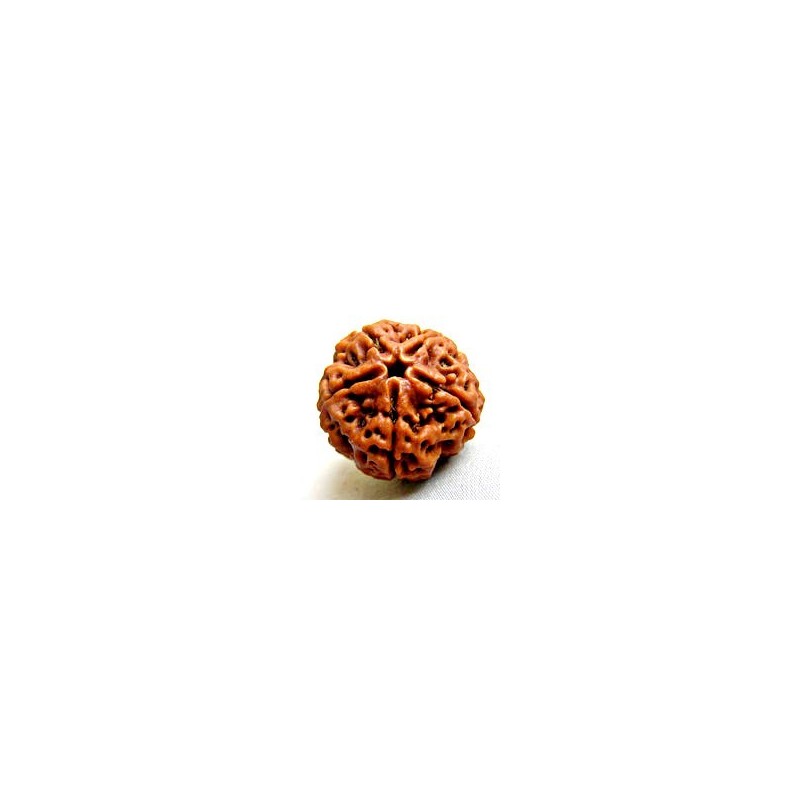 Graînes de Rudraksha Graînes de Rudraksha