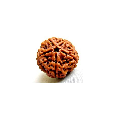 Graînes de Rudraksha