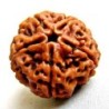 Graînes de Rudraksha