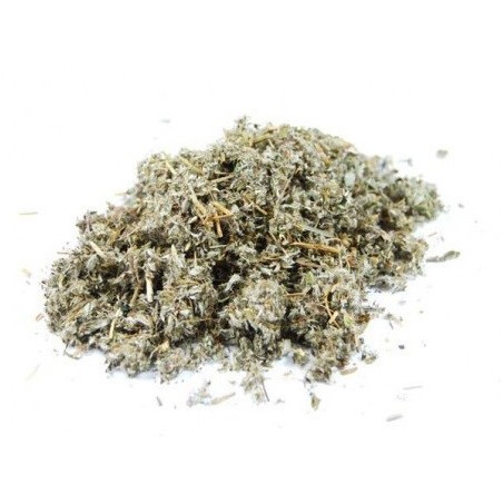 Argentine (potentille)