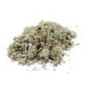 Argentine (potentille)