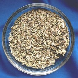 Basilic