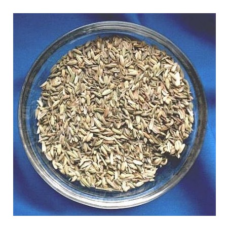 Fenouil