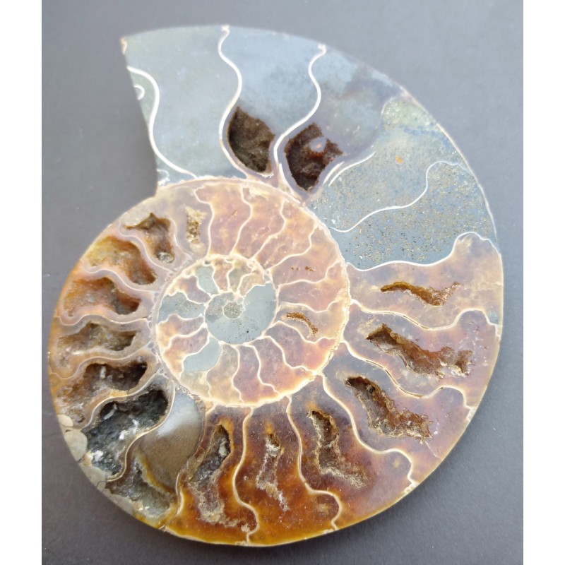 Ammonite Ammonite
